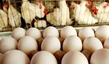 سخنگوی وزارت جهاد کشاورزی: پیگیری اینکه مرغ و تخم مرغ در بازار با چه قیمتی فروخته می شود برعهده ما نیست