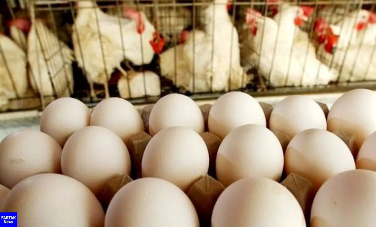 سخنگوی وزارت جهاد کشاورزی: پیگیری اینکه مرغ و تخم مرغ در بازار با چه قیمتی فروخته می شود برعهده ما نیست