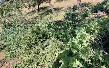 پشت پرده ماجرای قطع درختان در مرکز شهر تهران
