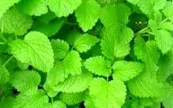 درمان آلزایمر فقط با این گیاهان