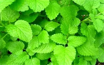 درمان آلزایمر فقط با این گیاهان