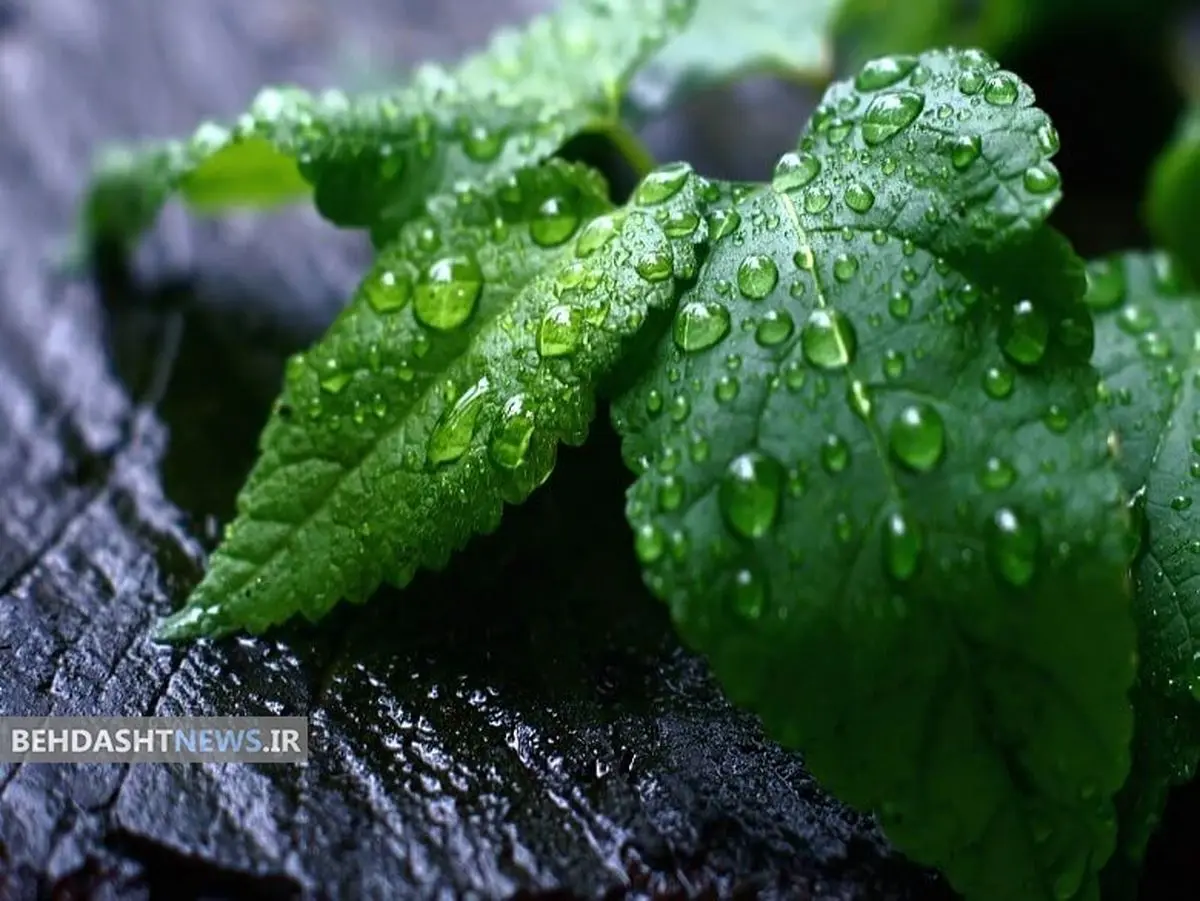 همه چیز در خصوص نعناع درمانی
