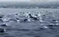 
مسابقه دلفین‌ها با جت اسکی + فیلم