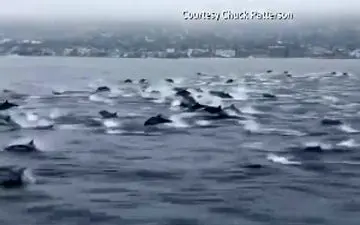 
مسابقه دلفین‌ها با جت اسکی + فیلم