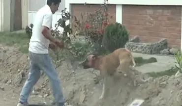 حمله سگ ولگرد به یک مرد در نروژ+ فیلم