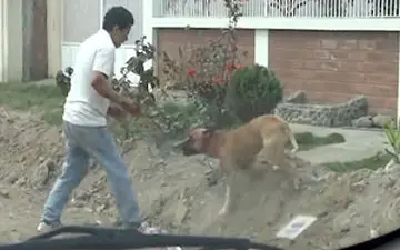 حمله سگ ولگرد به یک مرد در نروژ+ فیلم