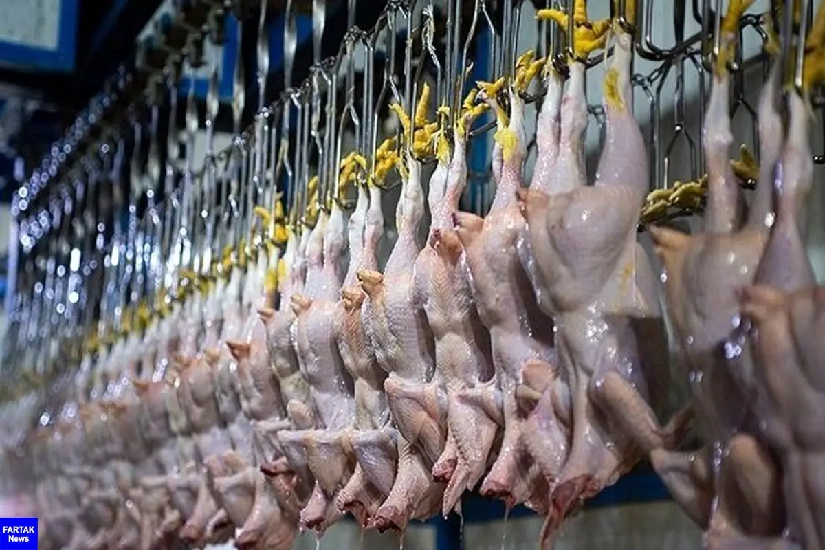 قیمت مرغ روزهای آینده / قیمت مرغ زنده و کشتار امروز چند؟
