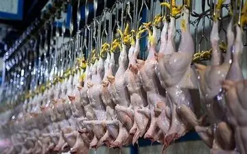 قیمت مرغ روزهای آینده / قیمت مرغ زنده و کشتار امروز چند؟