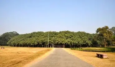 با عجیب ترین درخت جهان آشنا شوید! +فیلم