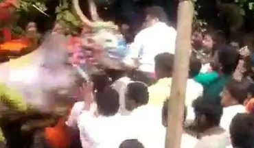 حمله وحشیانه گاو به سیاستمدار هندی