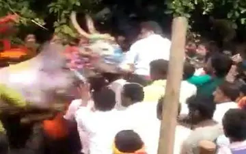 حمله وحشیانه گاو به سیاستمدار هندی