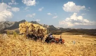 بیمه گندمکاران؛ در یک کلاف سردرگم!

