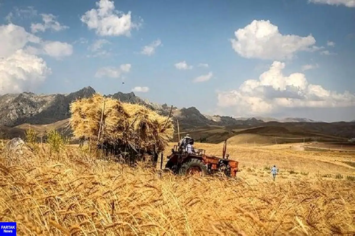 بیمه گندمکاران؛ در یک کلاف سردرگم!

