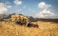 بیمه گندمکاران؛ در یک کلاف سردرگم!

