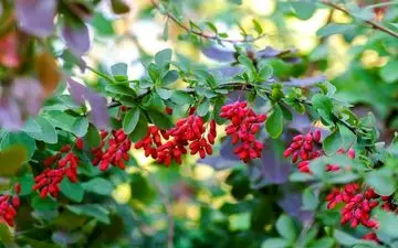 فشار خون بالا ، کلسترول بالا و دیابت را با این میوه فراری دهید