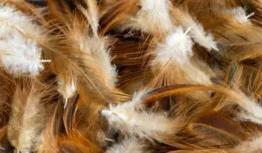 کشف باورنکردنی: از زباله مرغداری تا انرژی پاک! دانشمندان از پر مرغ برق تولید کردند