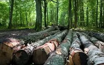 خروج چوب از آذربایجان شرقی ممنوع شد