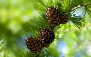 توقف کاشت درخت "کاج" در کرمانشاه/ برنامه‌ای برای کاشت درختان "میوه" نداریم 