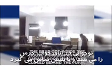 حمله خرس به یخچال خانه مسکونی