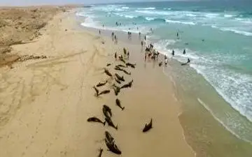 نجات دلفین‌های به گل نشسته توسط طرفداران محیط زیست