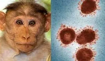 علائم اصلی آبله میمونی+ راه پیشگیری و درمان