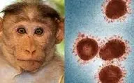 علائم اصلی آبله میمونی+ راه پیشگیری و درمان