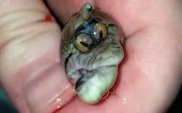 
تولد ماری با صورت عجیب و غریب+عکس