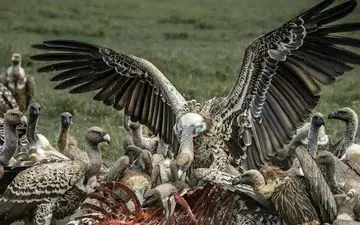 عکس منتخب نشنال جئوگرافیک | مهمانی کرکس ها