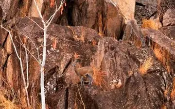 قدرت بینایی خودت رو محک بزن/ دو آهوی کوهی در تصویر پنهان است، پیداشون کن!