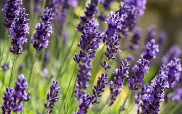 اسطوخودوس ؛ داروی گیاهی اعجاب آور/ بهترین درمان روح و روان