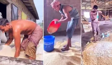 اگر برنج هندی مصرف میکنید این ویدئو را از دست ندهید! |  بعد از دیدن این کلیپ دیگر لب به برنج هندی نمی زنید