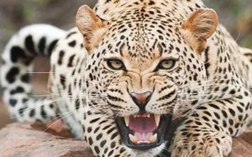 شکار آهو توسط پلنگ پرنده + فیلم