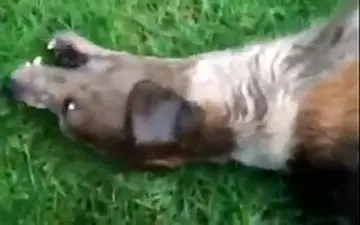 تشنج سگ حین شکار گوزن