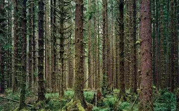 جنگل بارانی هوه ، پدیده طبیعی زیبا و منحصر به فرد ‌