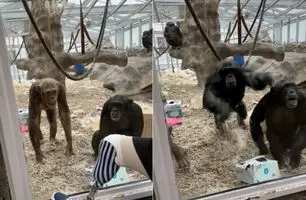(ویدئو) واکنش غیرمنتظره و عصبی میمون‌ها به پای مصنوعی یک مرد!