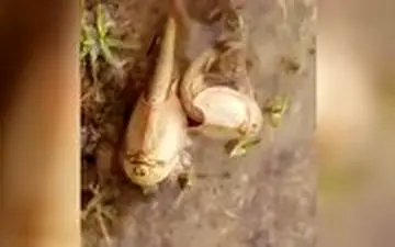 قدیمی‌ترین گونه جانوری جهان سر از تالاب هامون درآورد