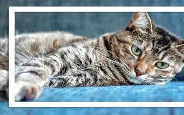 گربه‌ها سرنخ‌های ژنتیکی تازه‌ای برای درمان سرطان ارائه می‌دهند