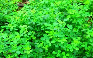 با این عرقیجات از شر سنگ کلیه در امان بمانید