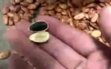 کشف تریاک در تخمه ژاپنی و اسفنج!