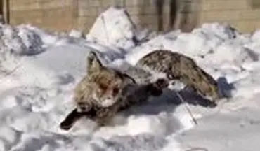 انجماد یک روباه در ترکیه به دلیل سرمای سیبری!