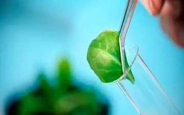 استفاده از «فناوری هسته ای در تولید دام و طیور» به روایت شبکه پرس تی وی