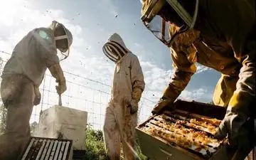  عکس منتخب نشنال جئوگرافیک | جمع آوری عسل