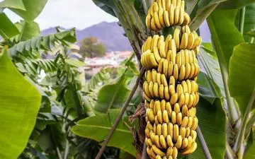 این میوه‌ها به شدت چاق کننده هستند!