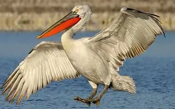 مشاهده گونه نادر پلیکان پاخاکستری در تالاب آق گل