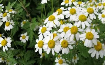 گیاه بابونه؛قاتل قوی سرطان