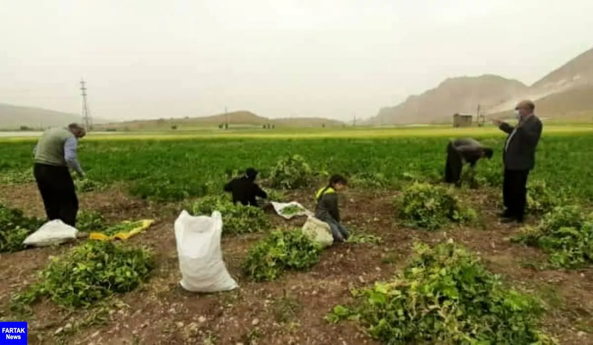 برداشت نخود فرنگی در سرپل ذهاب آغاز شد