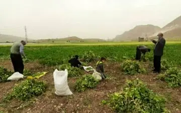 برداشت نخود فرنگی در سرپل ذهاب آغاز شد