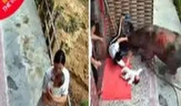 ویدیو/ لحظه وحشتناک حمله گاو به زن خانه‌دار!