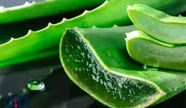 آب این گیاه معروف بمب سلامتی شماست از آن غافل نشوید