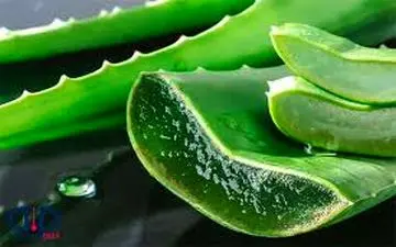 آب این گیاه معروف بمب سلامتی شماست از آن غافل نشوید